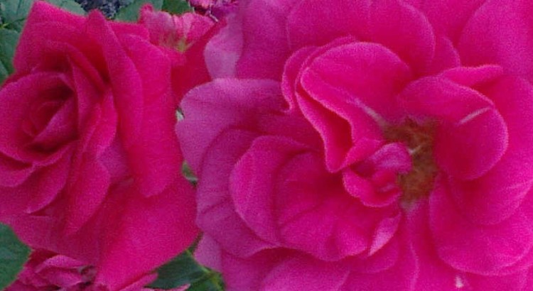 Róże odmiana rabatowa