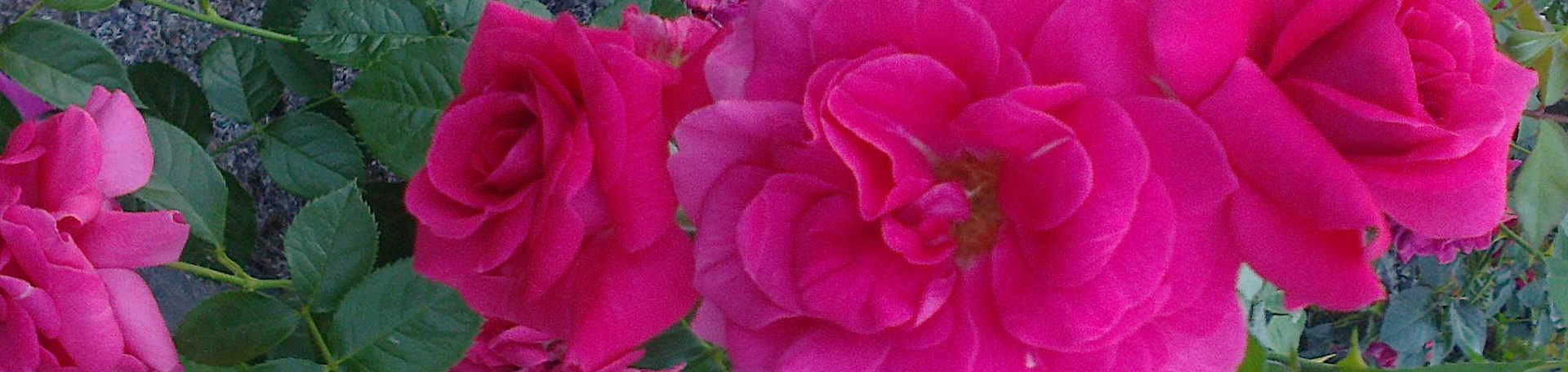 Róże odmiana rabatowa