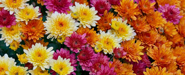 Chryzantemy kraśnik
