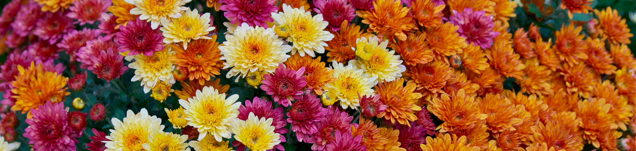 Chryzantemy kraśnik