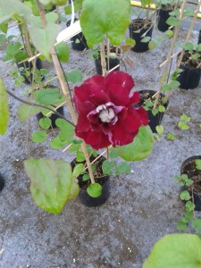 Clematis Charmine regal