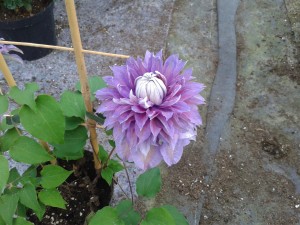 Clematis Diamantina regal