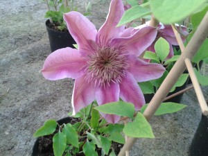 Clematis Empress regal