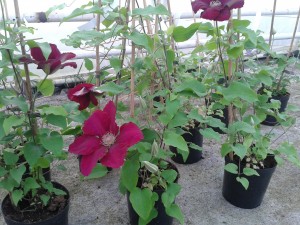 PowojnikI (Clematisy) zdjęcia