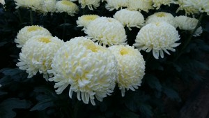 Chryzantemy cięte lubelskie - galeria