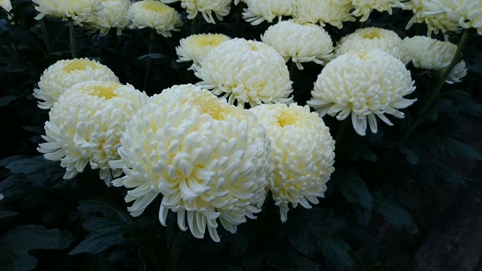 Chryzantemy cięte lubelskie - galeria