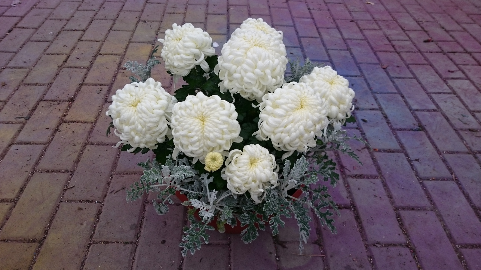 Piękna galeria kwiaty kraśnik